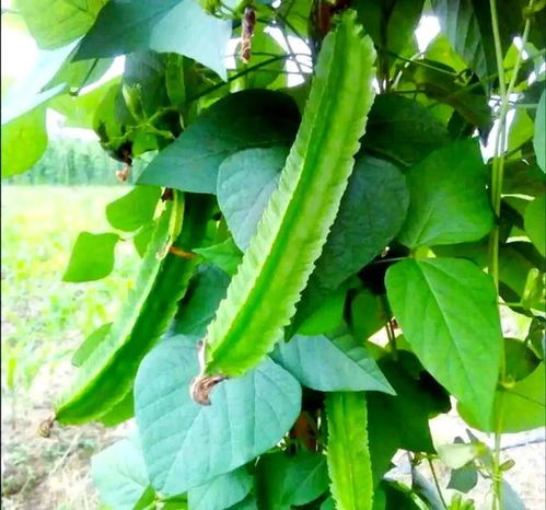 南方小众蔬菜，北方人少见，却全身是宝，你认识吗？