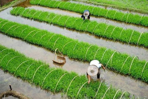 划重点 2020年种什么能赚钱？农业农村部划出的这24个要点供参考——聚焦农作物种子生产