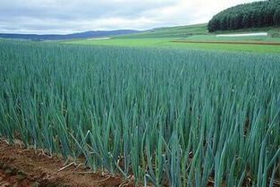 24种作物需肥特性全解析 助力农作物种子生产高效管理