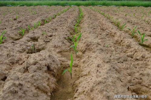 玉米选种技巧 科学选种促丰收