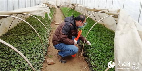 武汉东西湖区紧抓春耕保供应，3月份预计上市蔬菜1.17万吨，农作物种子生产稳步推进