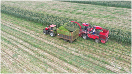 盐城响水 鲜食玉米迎‘甜甜’收获季，种子生产助农增收